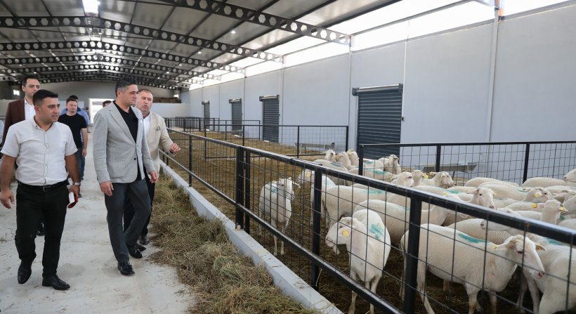 Üreticilere Destek Sağlayacak ‘Damızlık Koyun Üretim Merkezi' Faaliyete Geçti