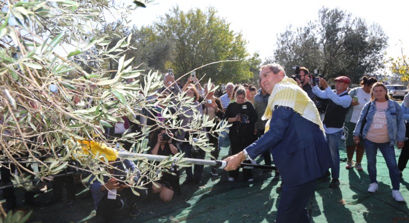 AYVALIK 18. ULUSLARARASI ZEYTİN HASAT FESTİVALİ BAŞLIYOR