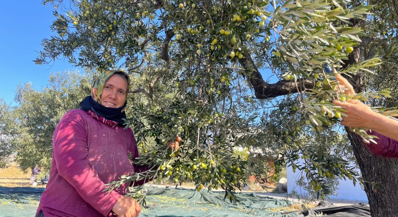 Aliağa, Zeytin Hasat Şenliğinde Buluşuyor
