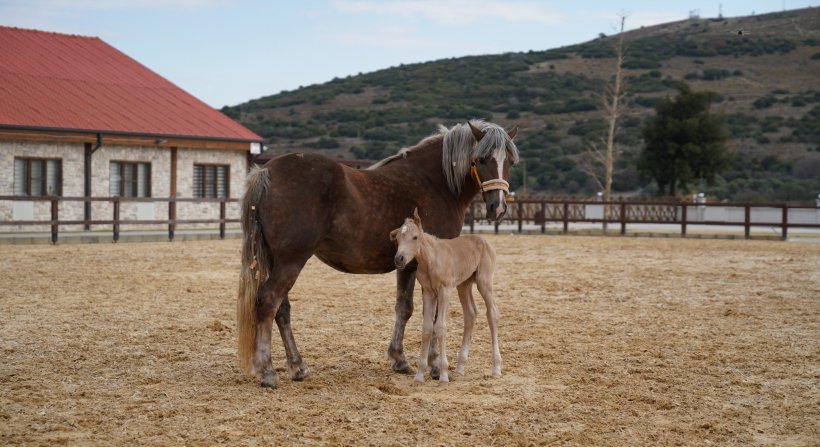 Alia Park'ın İlk Tayı Dünyaya Geldi