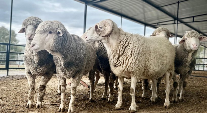 Aliağalı Koyun Üreticilerine Yüzde 75 Hibeli Koç Dağıtımı Başlıyor